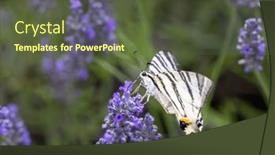  Presentation with lavender - Presentation design with fennel-swallowtail-on-lavender-provence background and a tawny brown colored foreground