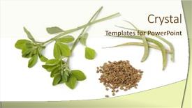  Presentation with seed - Theme having fenugreek leaves pods and seeds background and a cream colored foreground