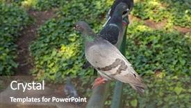  Presentation with melbourne - Amazing PPT theme having feral pigeon birds columba livia backdrop and a gray colored foreground