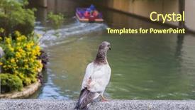  Presentation with pigeon pea diseases - Theme enhanced with feral pigeon columba livia domestica background and a tawny brown colored foreground