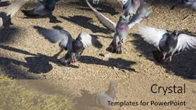  Presentation with park - Presentation design with feral pigeon columba livia domestica background and a coral colored foreground