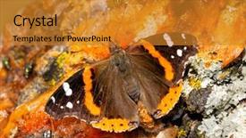  Presentation with red - Colorful theme enhanced with fermentation - dorsal view of vanessa atalanta backdrop and a gold colored foreground