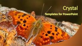  Presentation with fruit tree - PPT theme having fermentation - polygonia interrogationis question mark butterfly background and a tawny brown colored foreground