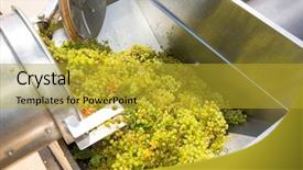  Presentation with fermented food - PPT layouts enhanced with fermented food - chardonnay corkscrew crusher destemmer background and a gold colored foreground