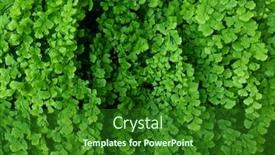  Presentation with fern - Theme with fern-adiantum-capillus-veneris-growing background and a forest green colored foreground