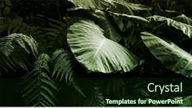  Presentation with green leaf - Beautiful slide set featuring fern-and-monstera-tropical-plants backdrop and a tawny brown colored foreground