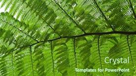  Presentation with fern - Slide set featuring fern background against the light background and a tawny brown colored foreground