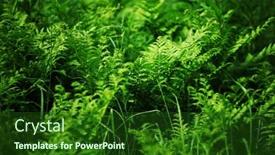  Presentation with fern - Presentation enhanced with fern background background and a forest green colored foreground