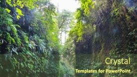  Presentation with fern - Amazing PPT layouts having fern-canyon-in-redwoods-national backdrop and a tawny brown colored foreground
