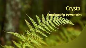  Presentation with green pea plant - Audience pleasing slide deck consisting of fern closeup fresh green plant backdrop and a tawny brown colored foreground