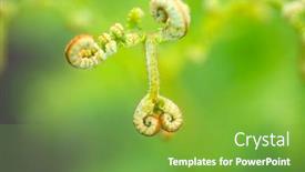  Presentation with fern - PPT theme featuring fern-fiddlehead-unfurling-with-selective background and a seafoam green colored foreground