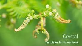  Presentation with fern - Colorful slides enhanced with fern-fiddlehead-unfurling-with-selective backdrop and a tawny brown colored foreground