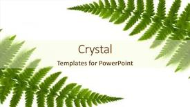  Presentation with fern - Presentation design having fern frame background and a soft green colored foreground