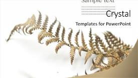  Presentation with fern - Beautiful PPT theme featuring fern fronds against white background backdrop and a white colored foreground