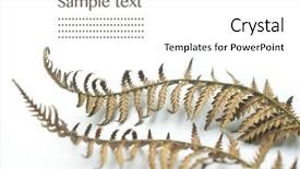  Presentation with fern - Slide set with fern fronds against white background background and a white colored foreground