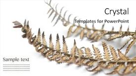  Presentation with fern - Colorful presentation design enhanced with fern fronds against white background backdrop and a white colored foreground