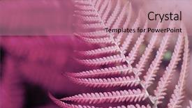  Presentation with tropical forest - PPT theme with fern green leaf in tropical background and a coral colored foreground