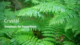  Presentation with fern - Beautiful PPT theme featuring fern-growing-in-forest-summer backdrop and a shamrock green colored foreground