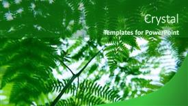 Presentation with fern - Audience pleasing slides consisting of fern-growing-in-forest-summer backdrop and a forest green colored foreground