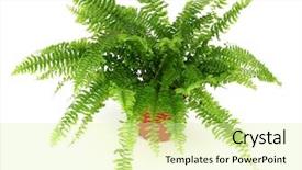  Presentation with fern - Beautiful presentation design featuring fern in a pot isolated backdrop and a  colored foreground
