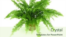  Presentation with fern - Slide set consisting of fern in a pot isolated background and a  colored foreground