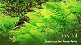  Presentation with fern - Presentation theme consisting of fern-in-the-woods background and a forest green colored foreground
