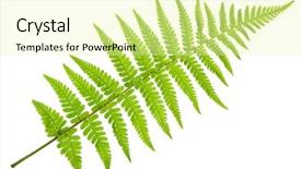  Presentation with fern - Presentation theme enhanced with fern isolated on white background background and a blonde colored foreground