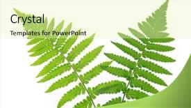  Presentation with fern - Cool new PPT theme with fern isolated on white background backdrop and a soft green colored foreground