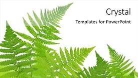  Presentation with fern - Colorful PPT theme enhanced with fern isolated on white background backdrop and a white colored foreground