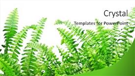  Presentation with fern - Colorful PPT theme enhanced with fern isolated on white background backdrop and a  colored foreground