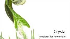  Presentation with fern - Cool new presentation theme with fern leaf against white background useful design element backdrop and a white colored foreground