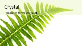  Presentation with fern - Presentation theme featuring close up fern leaf isolated background and a blonde colored foreground