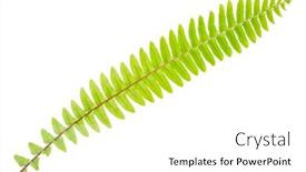  Presentation with fern - Colorful slide set enhanced with fern-leaf-on-white-background backdrop and a white colored foreground