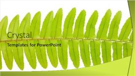  Presentation with fern - Audience pleasing PPT theme consisting of fern-leaf-on-white-background backdrop and a yellow colored foreground