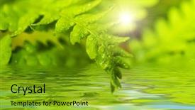  Presentation with water leaf - PPT theme having fern leaf reflected in water background and a gold colored foreground