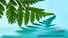  Presentation with green shadow - Slides enhanced with fern leaf with shadow pattern background and a cyan colored foreground