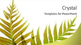  Presentation with fern - PPT layouts enhanced with fern leaf background and a white colored foreground