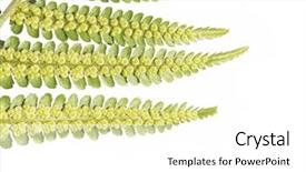  Presentation with fern - Colorful theme enhanced with fern leaves against white background useful design element backdrop and a white colored foreground