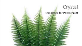  Presentation with fern - PPT theme enhanced with fern-leaves-fanned-out background and a white colored foreground