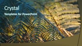  Presentation with fern - Amazing presentation having fern leaves fresh green plant backdrop and a ocean colored foreground