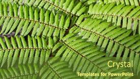  Presentation with green leaves - Theme consisting of fern-leaves-fresh-green-plant background and a tawny brown colored foreground