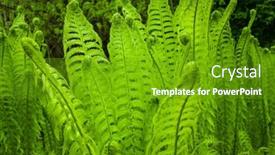  Presentation with green nature - Presentation theme with fern-leaves-in-forest background and a  colored foreground