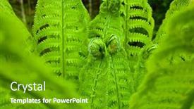  Presentation with fern - Slides featuring fern-leaves-in-forest background and a  colored foreground