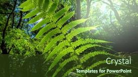  Presentation with fern - Presentation featuring fern-leaves-in-spring-forest background and a tawny brown colored foreground