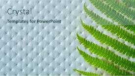  Presentation with fern - Presentation featuring fern-leaves-of-exotic-plant background and a lemonade colored foreground