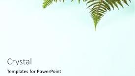  Presentation with fern - 