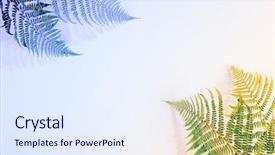  Presentation with leaves flat lay - PPT theme having fern leaves on blue background background and a sky blue colored foreground