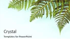  Presentation with leaves flat lay - Audience pleasing slide set consisting of fern leaves on blue background backdrop and a white colored foreground