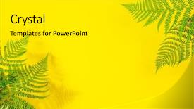  Presentation with silver fern black white flag - Colorful presentation design enhanced with fern leaves on yelow background backdrop and a white colored foreground