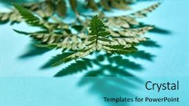  Presentation with chemistry leaves green leaf - Slides with fern leaves with shadow pattern background and a cyan colored foreground